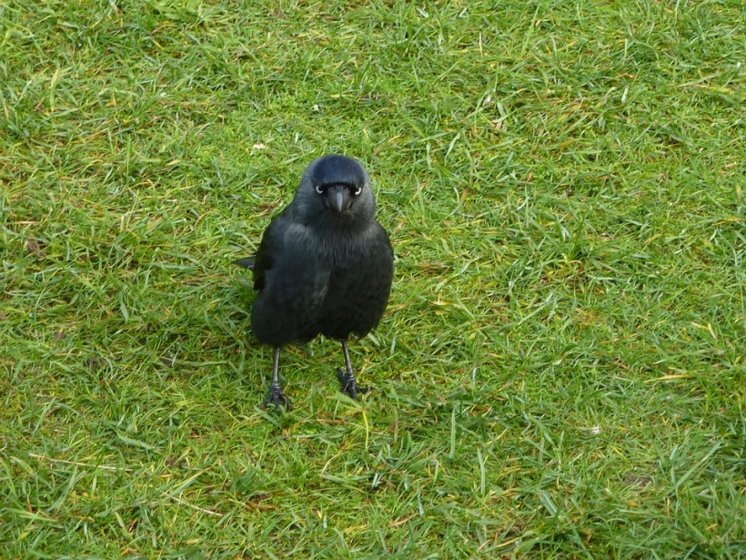 young juvenile starling grass lawn garden
