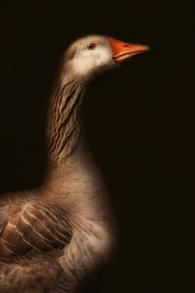 greylag goose cally whitham epitaph photo rembrandt farm animal