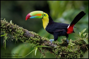 thumbs_keel-billed-toucan-ramphastos-sulfuratus