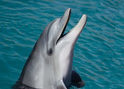 dolphin head marine sea swim