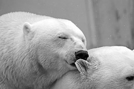 polar bears love kiss animal mammal