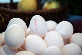 white hens' eggs