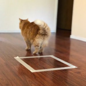 cat in square experiment