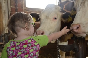 girl strokes cows love friendship connection