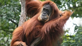 sumatra orangutan endangered ape primate