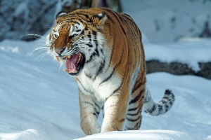 amur asiatic tiger snow big cat