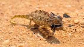 horned lizard reptile namibia