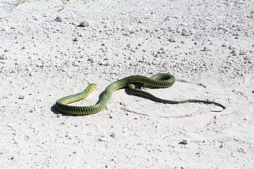 snake namibia reptile