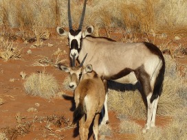 namibia oryx ungulate